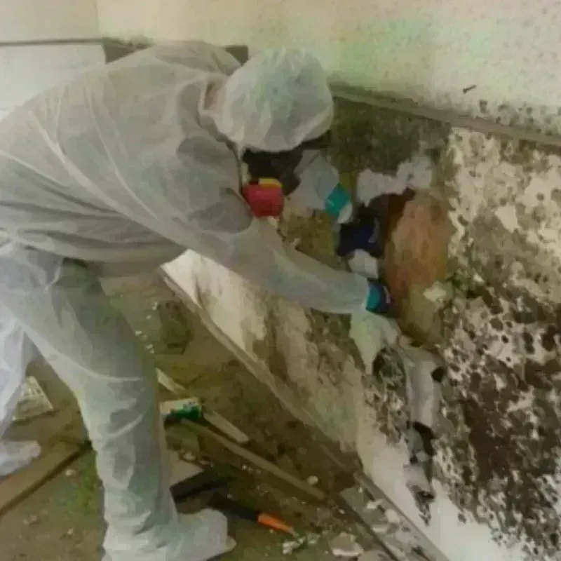 Mold Remediation and Removal in Gregg County, TX